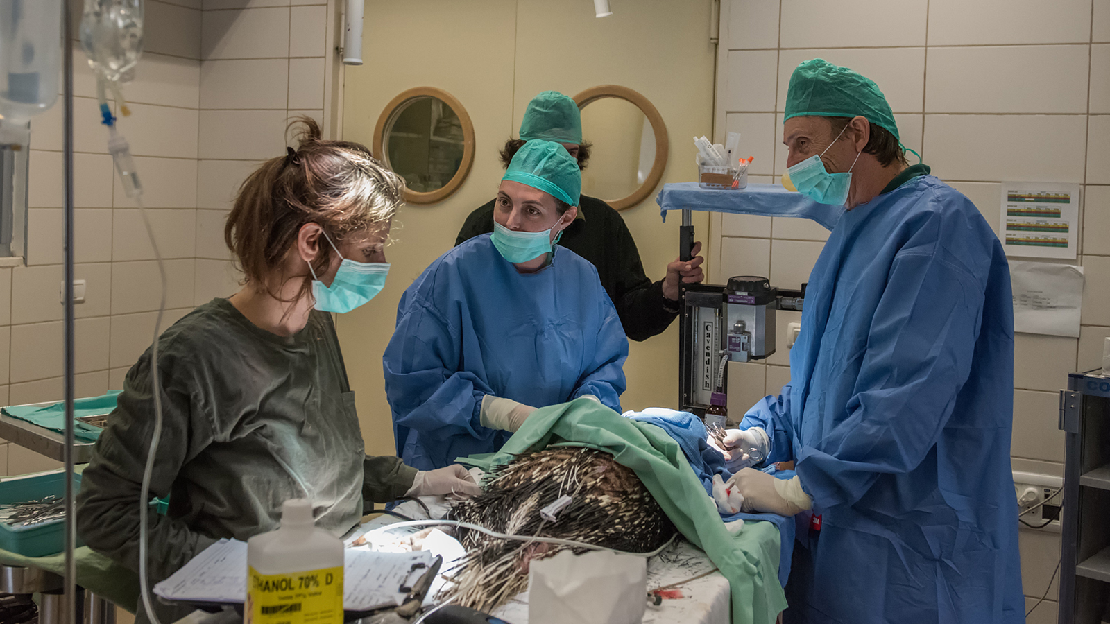 Prickly patient undergoes lifesaving blepharoplasty. Photo by Ofer Brill/Ramat Gan Safari 