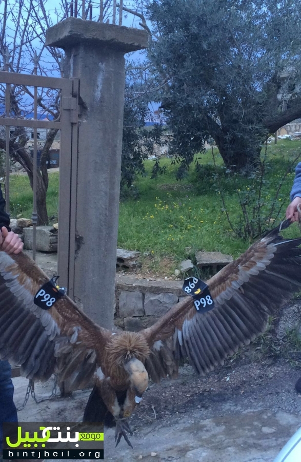 Authorities in Lebanon say the vulture has been released. Photo via bintjbeil.org