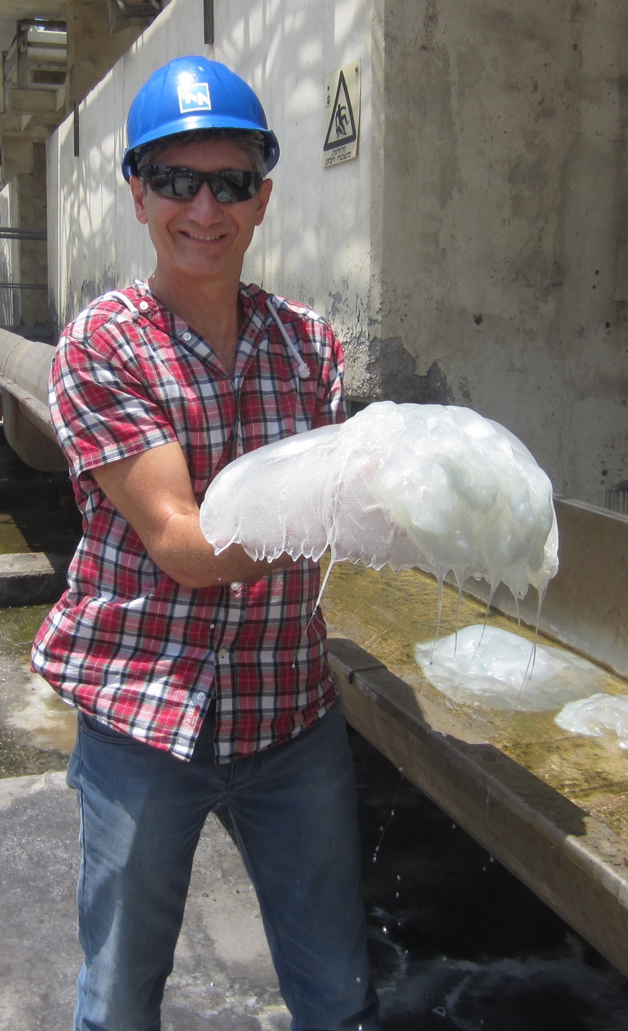 Israeli jellyfish researcher Avi Algazi. Photo: courtesy