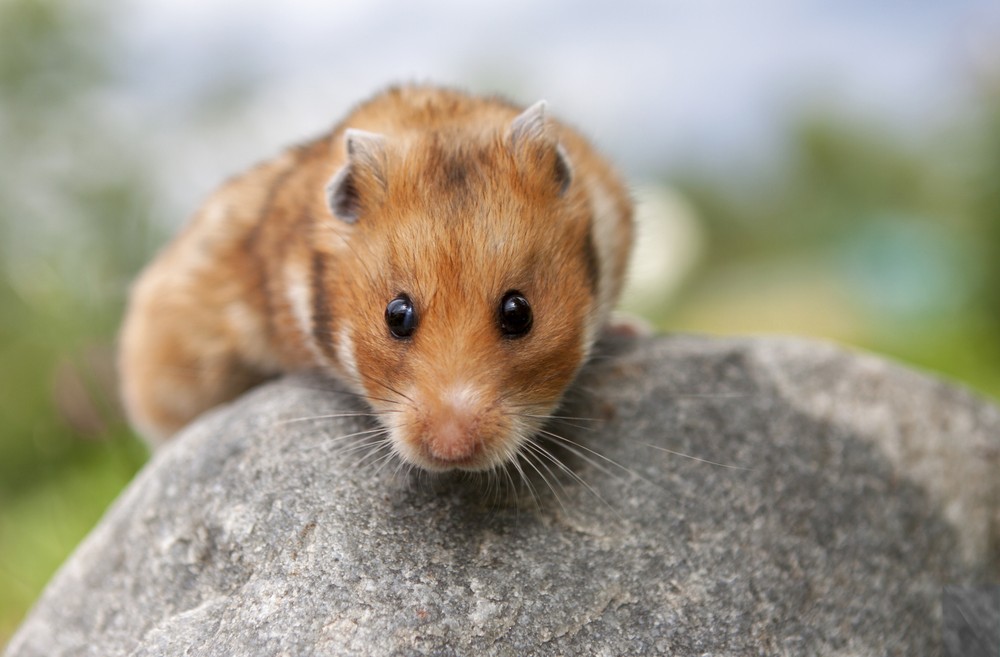 The wild tale behind your pet hamster - ISRAEL21c
