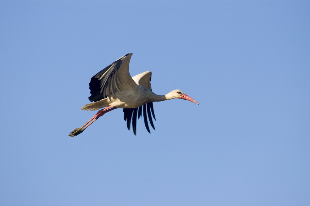 A white stork in flight over Israel’s coastal plain. Image via Shutterstock.com