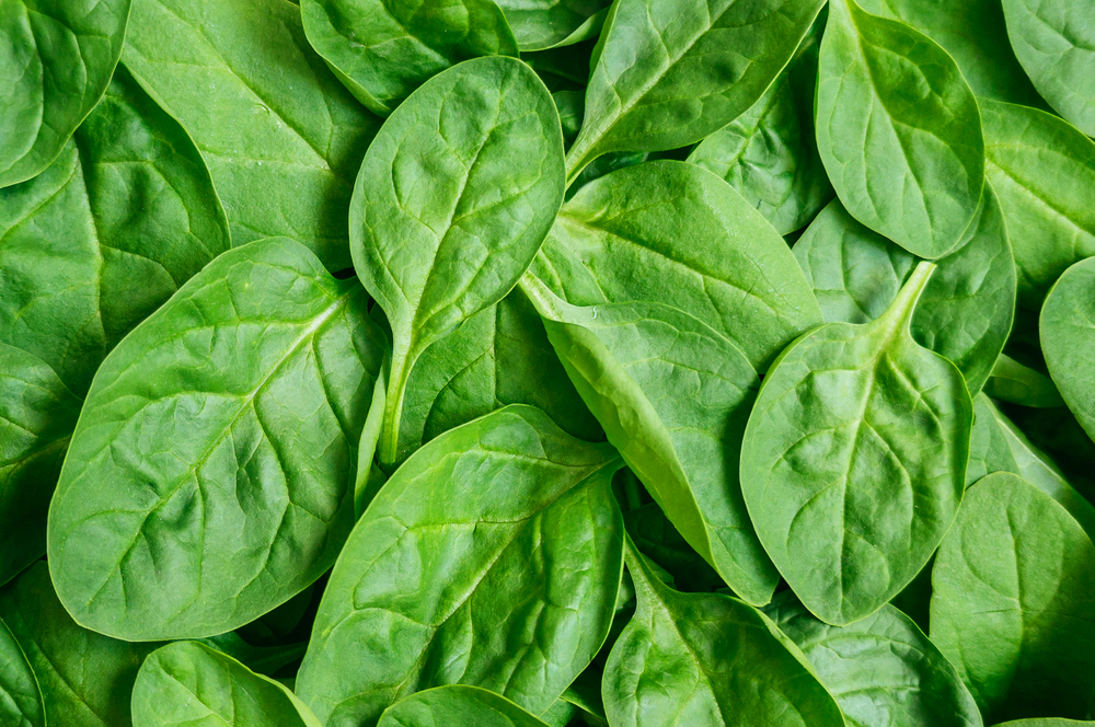 Spinach doesn’t just provide energy for bodies, but also electricity and hydrogen. Photo by Shutterstock.