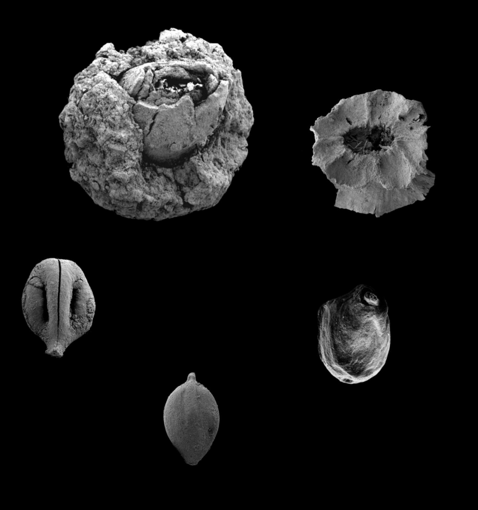 Collection of 780,000-year-old remains of edible plants. Photo by Yoel Melamed