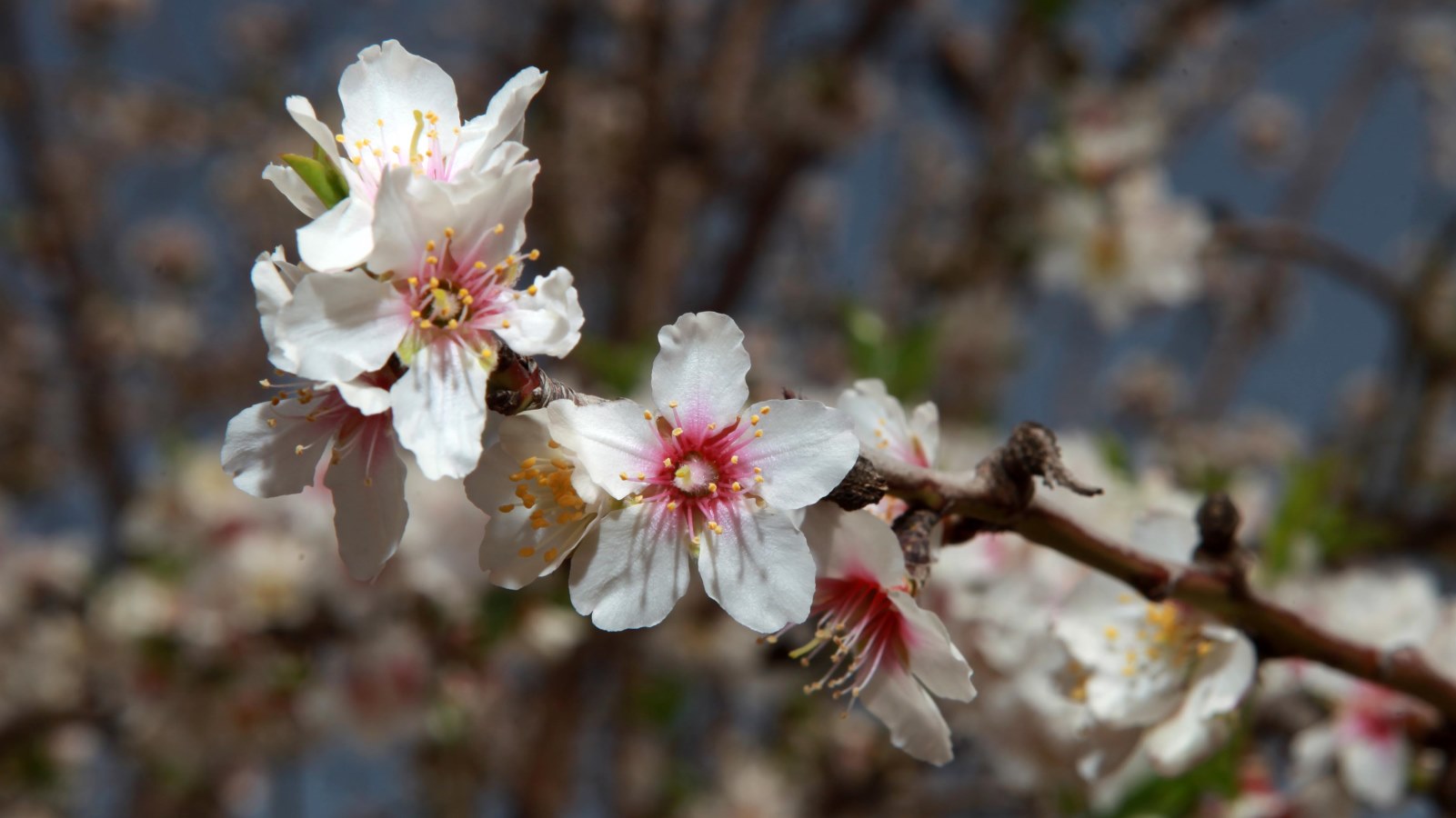 An almond tree blossoming in the Judean Hills. Photo by Yossi Zamir/FLASH90