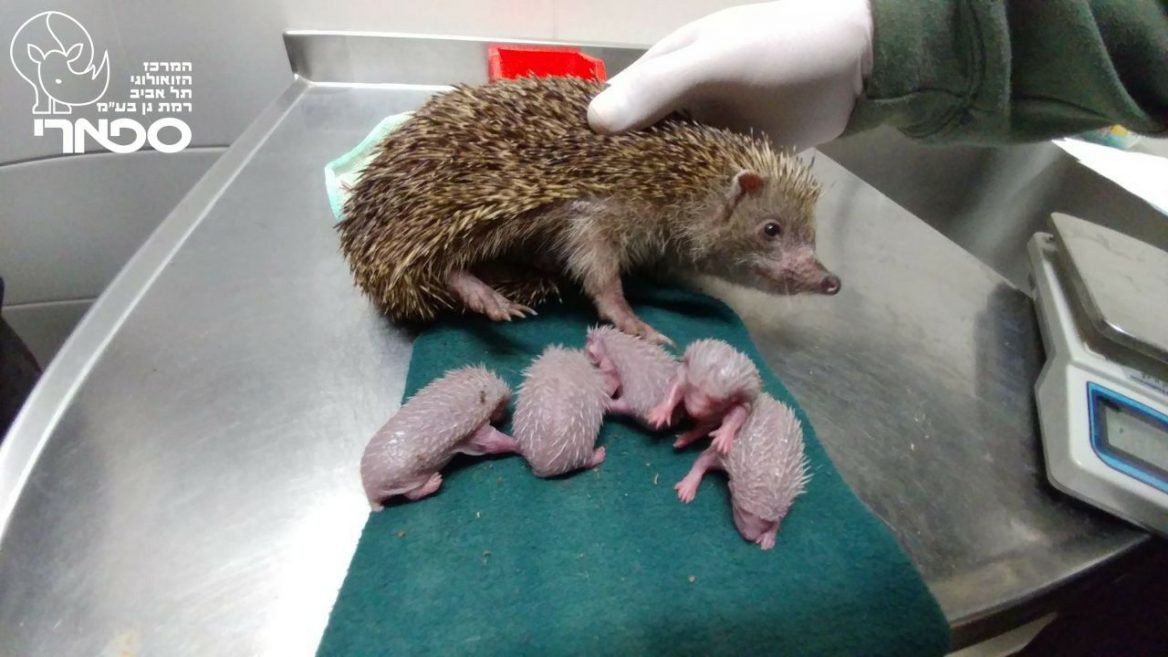Hedgehog Family Wins Hearts Over The Internet Israel21c,Bloody Mary Costume