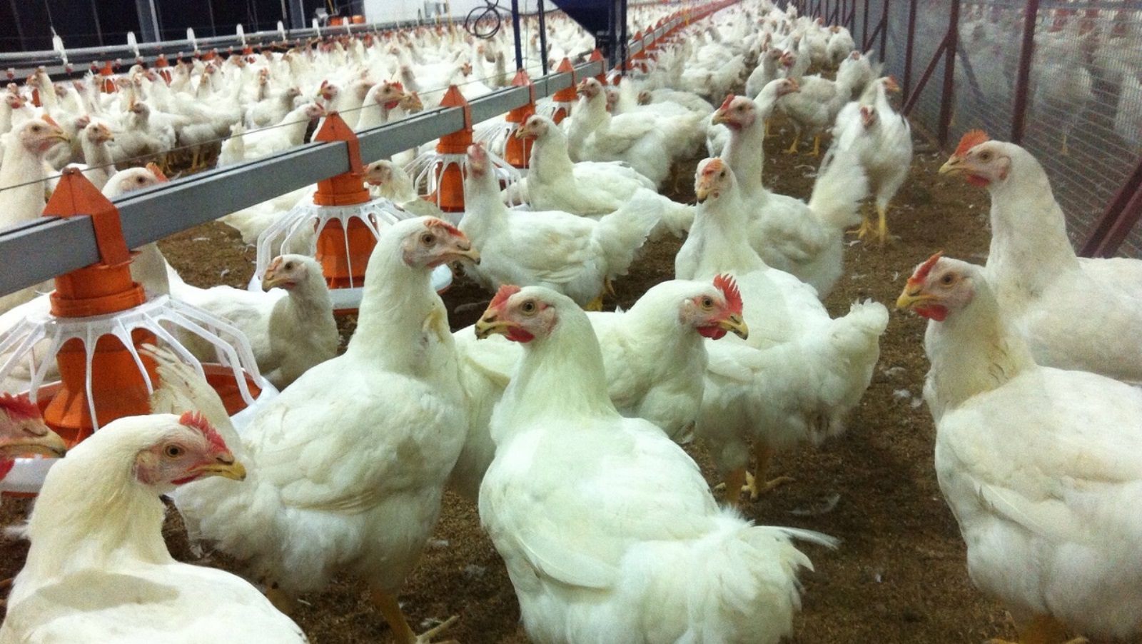 Image result for Poultry Farms