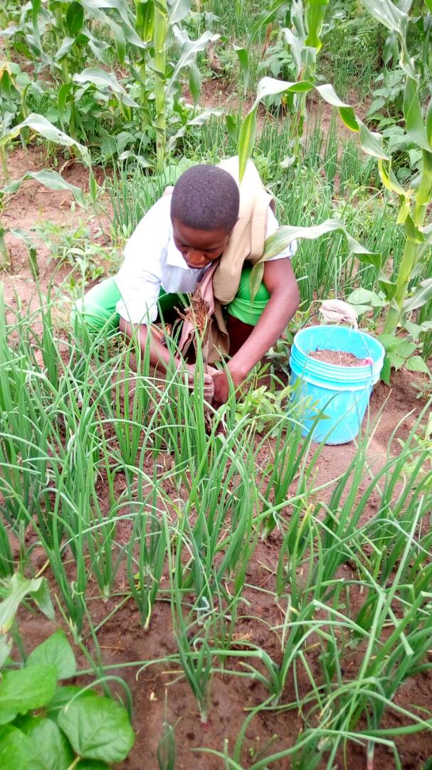 Planting underway at Kaima Tanzania. 