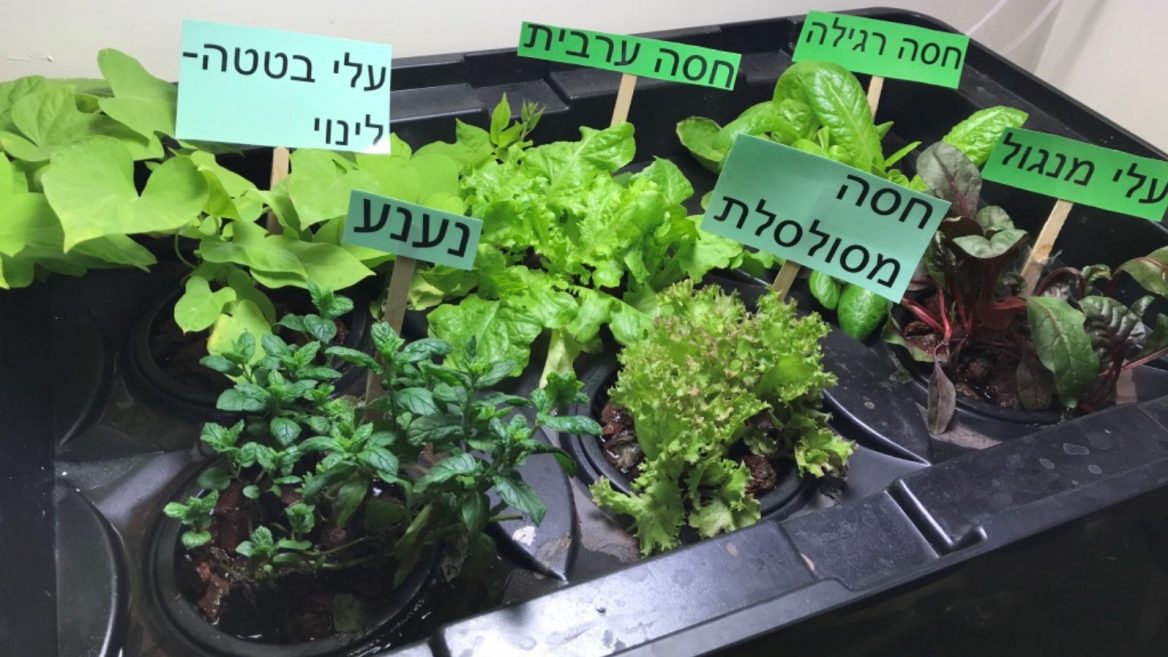 Kids grow salad greens on an urban concrete schoolyard ...