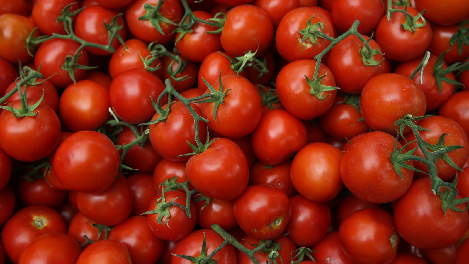 Israelisches Saatgut verbessert weltweit die Tomatenernten