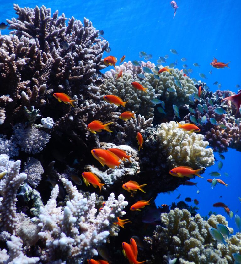 Israel, Arab neighbors join to protect Red Sea coral reefs - ISRAEL21c