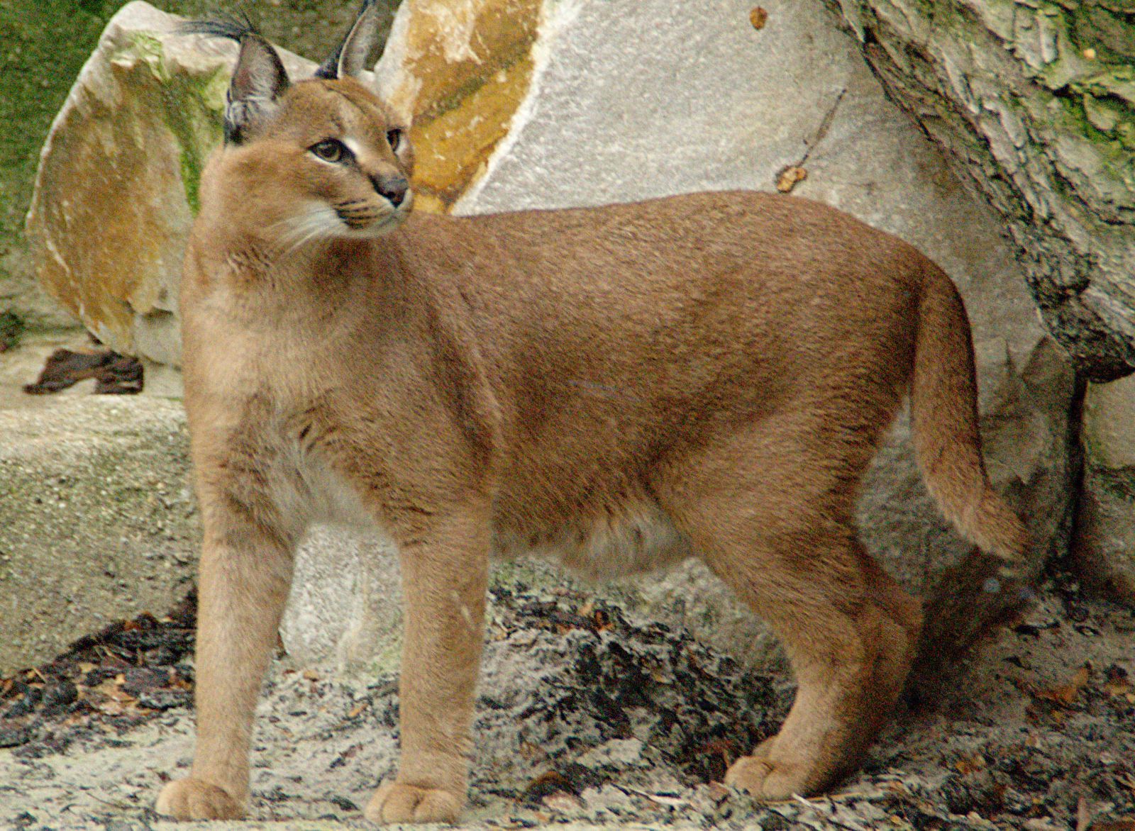 Check out Israel's 10 most unusual wild animals - ISRAEL21c
