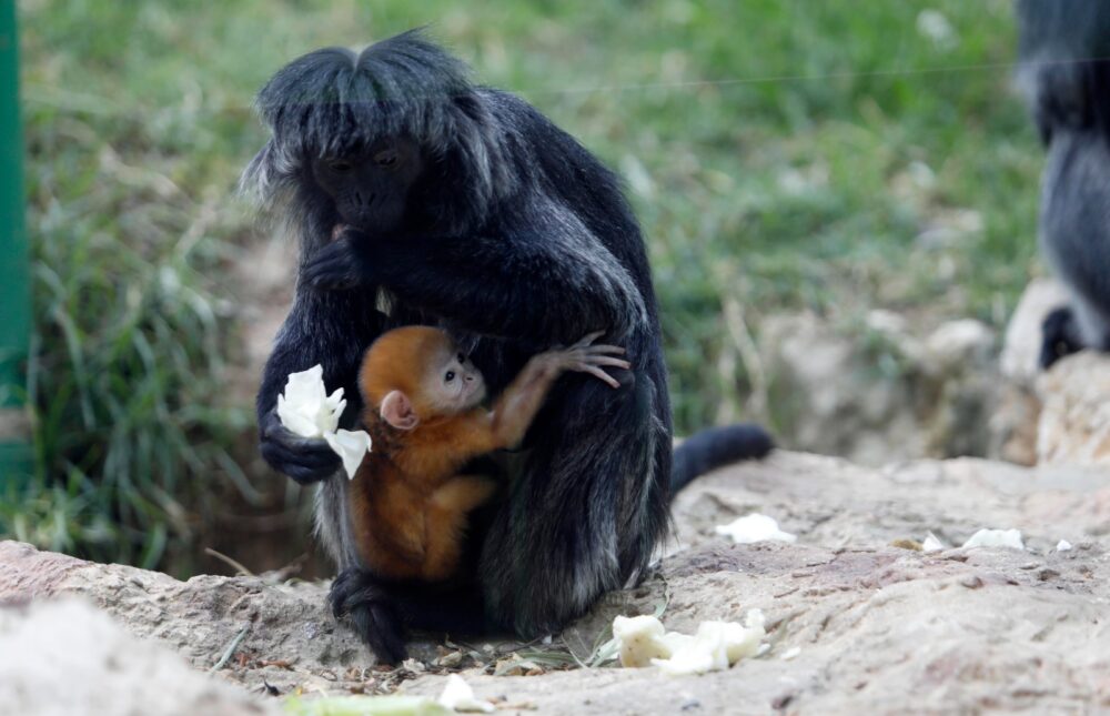 Monkey moms care for one another's babies at Jerusalem zoo - ISRAEL21c