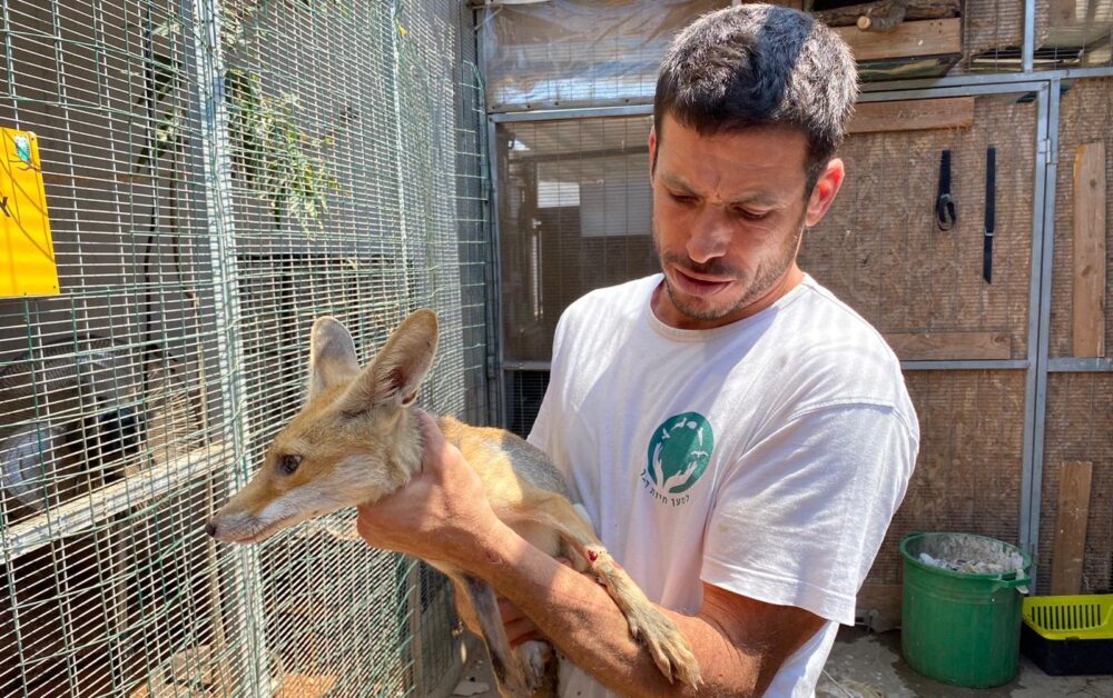 The refuge that works wonders for wounded wild animals - ISRAEL21c