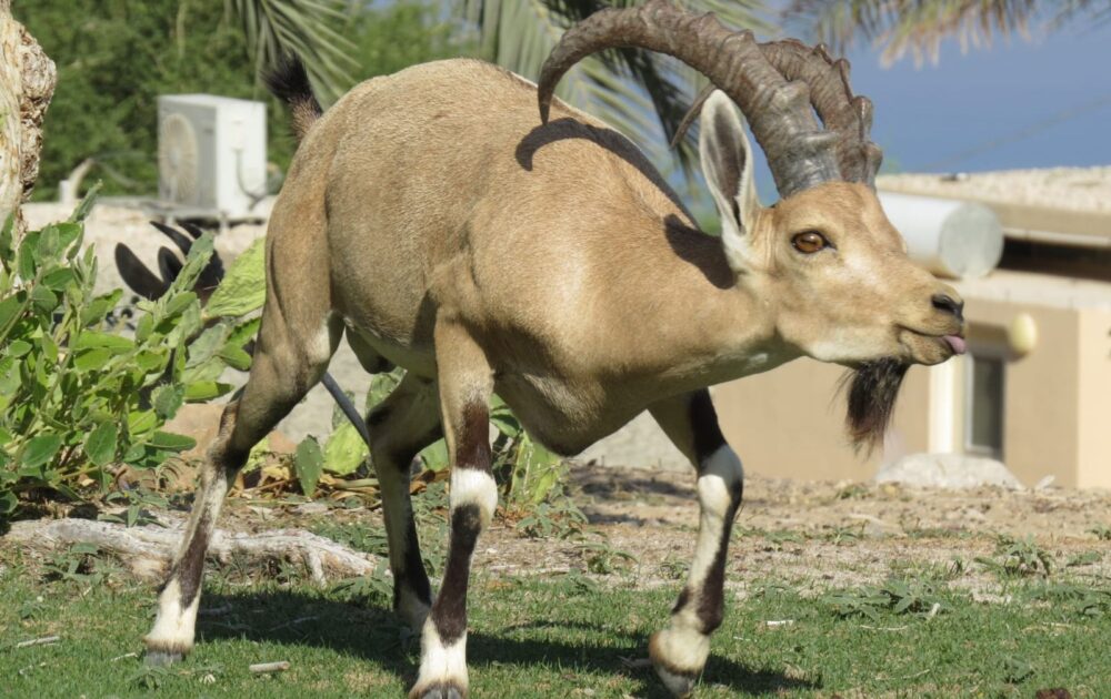 The rise, and hopefully continued rise, of Israel's iconic ibex - ISRAEL21c