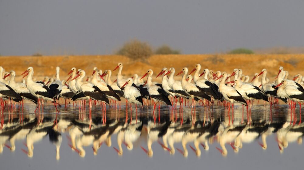The bold and beautiful rewilding of Israel’s wetlands