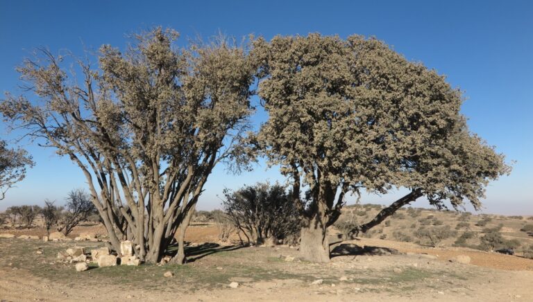 The top 10 most amazing trees in Israel