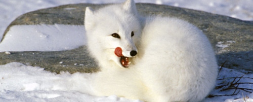 Arctic-Fox-Threatened-By-Climate-Change