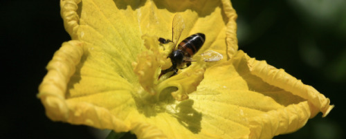Bee-Flower