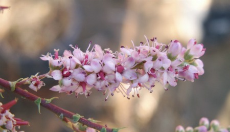 Tamarix flowers
