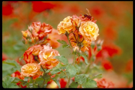 Wohl Rose Garden